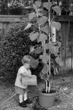 Austin watering, 1999