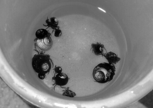 Hermit Crabs